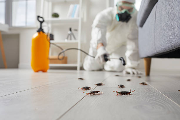 Commercial Rodent Management in Woodland Park